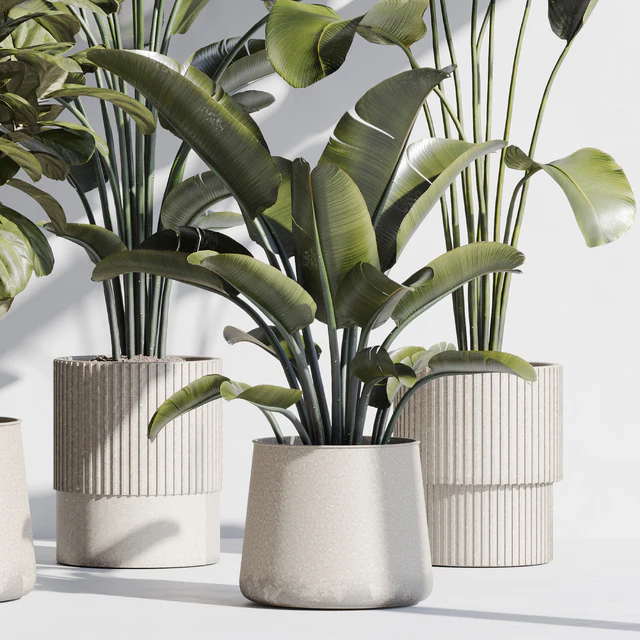 indoor plant set 75 — Скачать