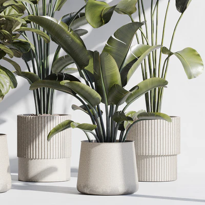 indoor plant set 75 — Вид 4