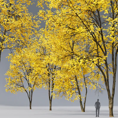 Ясень осенний | Ash-tree autumn #3 4 (17-18m) — Вид 2