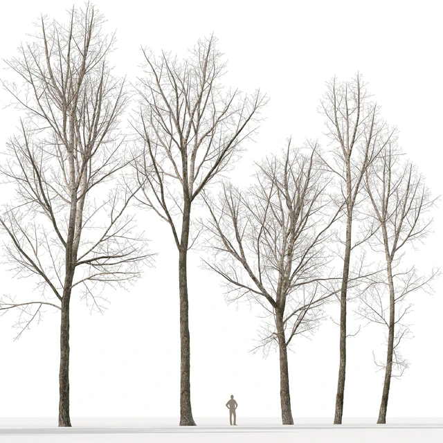 Тополь дельтовидный / Poplar / Populus deltoides #9 — Скачать