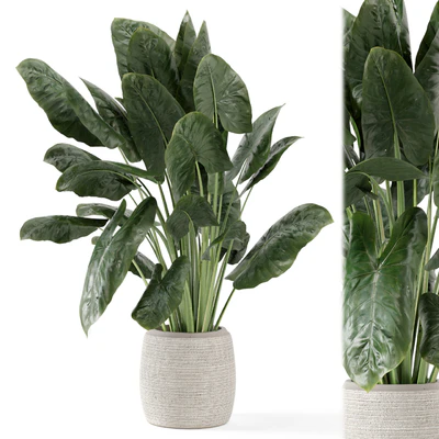 Indoor Plants in Handmade Stone Pot - Set 1797 — Ver 3
