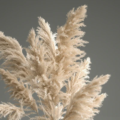 A beautiful lush bouquet of dried flowers in a vase with dry branches of pampas, Cortaderia, white reeds. 150. — Ver 3