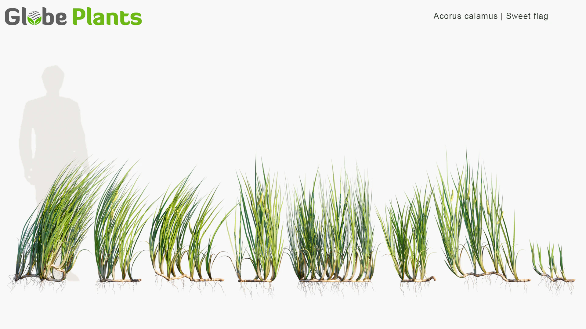 acorus calamus — Скачать