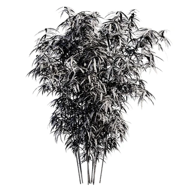 Bamboo Bush — Вид 2