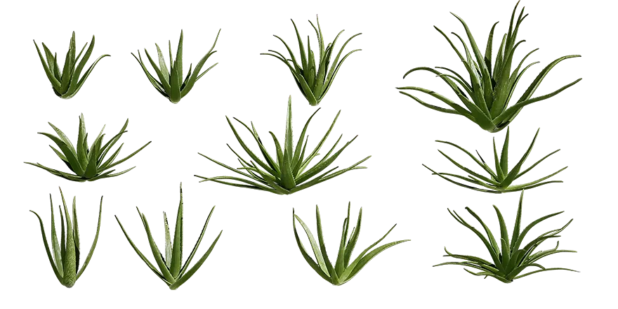 aloe vera 001 — Скачать