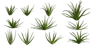 aloe vera 001 — Скачать