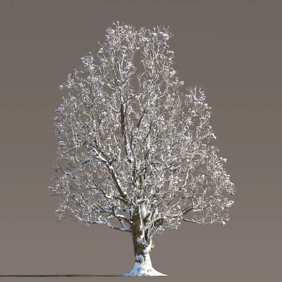 059 winter — Ver 1