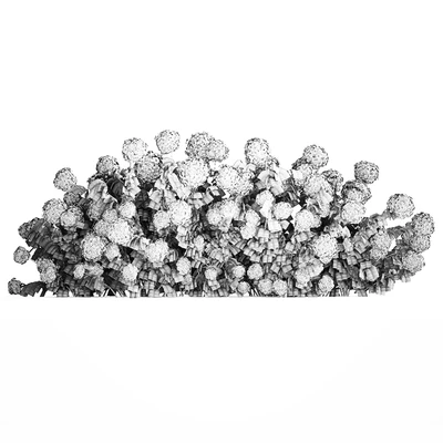 Beautiful bush white hydrangea with flowers for the garden, hedge. Plant set 1185 — Ver 5