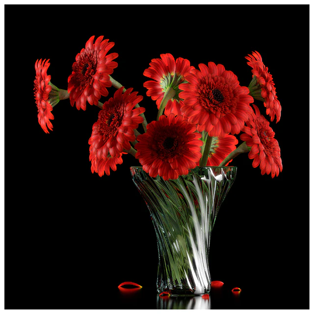 RED GERBERA — Descargar