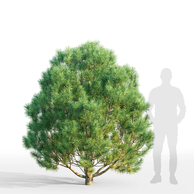 Pine — Скачать