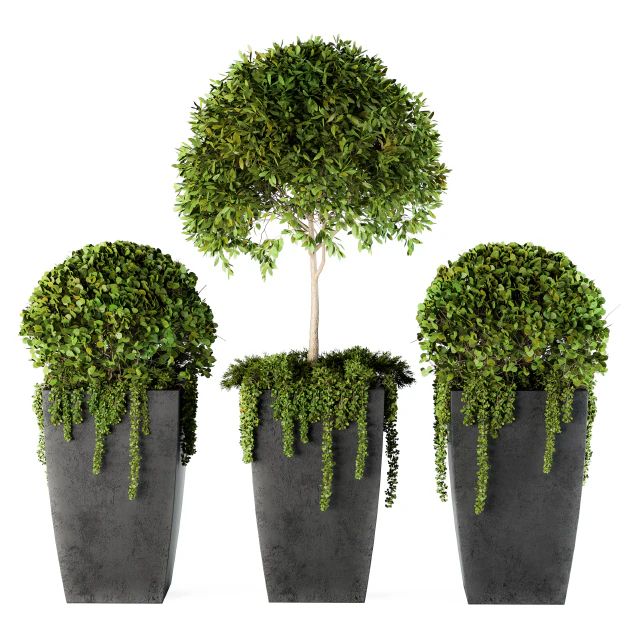 Outdoor Plants Round Topiary Tree - Set 75 — Descargar