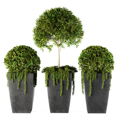 Outdoor Plants Round Topiary Tree - Set 75 — Ver 2