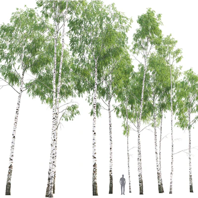 Birch forest part 8 — Ver 2