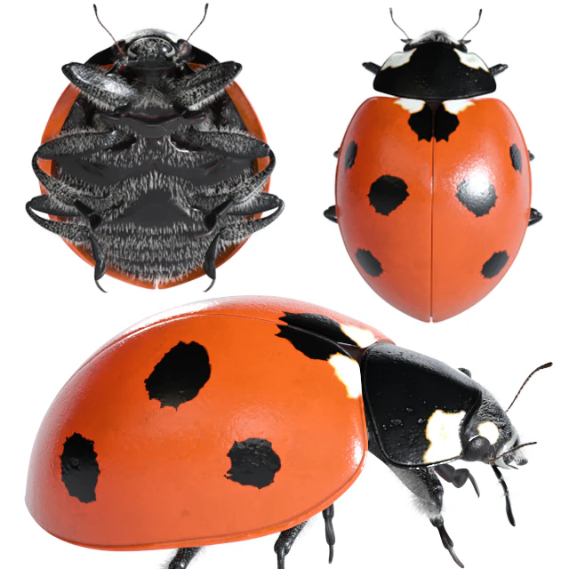 Ladybug (vray NEXT) — Descargar