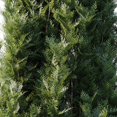 Thuja — Ver 2