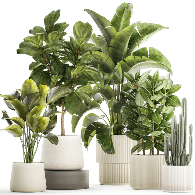 Collection of plants in modern white pots with ficus Lirata tree, banana palm, calathea lutea, cactus, Strelittia. Set 1359. — Descargar