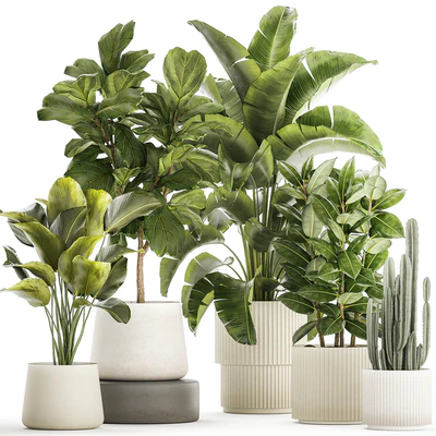 Collection of plants in modern white pots with ficus Lirata tree, banana palm, calathea lutea, cactus, Strelittia. Set 1359. — Ver 1