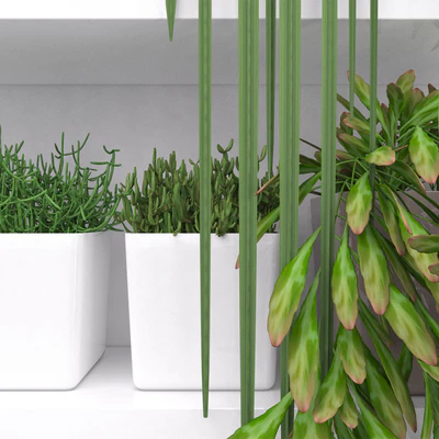 Set of succulents - ripsalis — Ver 3