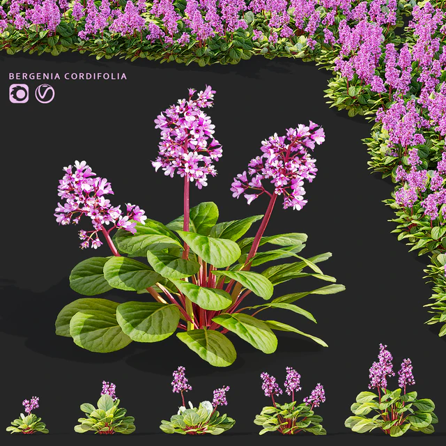 Bergenia cordifolia flowers | Bergenia cordifolia — Descargar