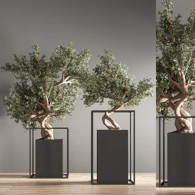indoor plant bonsai set 24 — Descargar