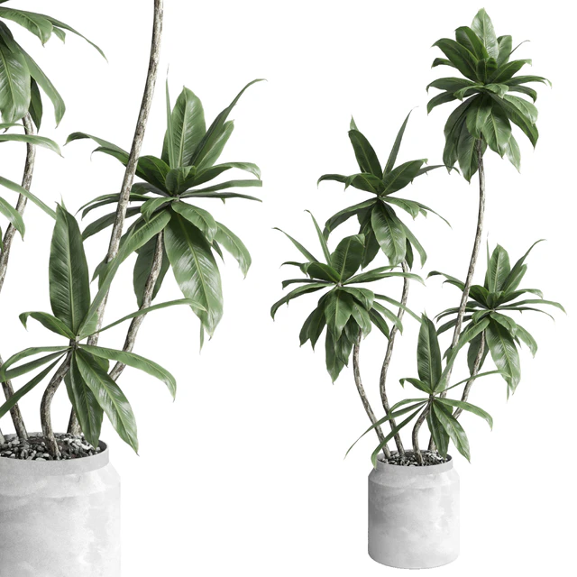 Indoor plant 460 concrete dirt vase plant fiucs tree pot — Descargar