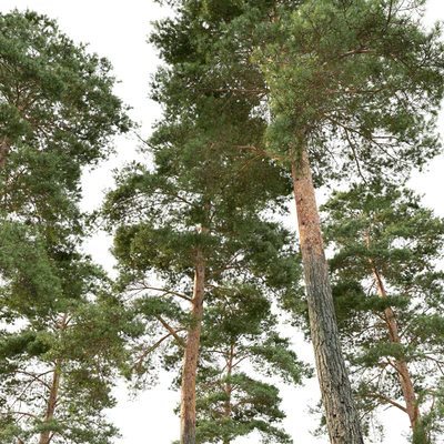 Pine — Ver 3