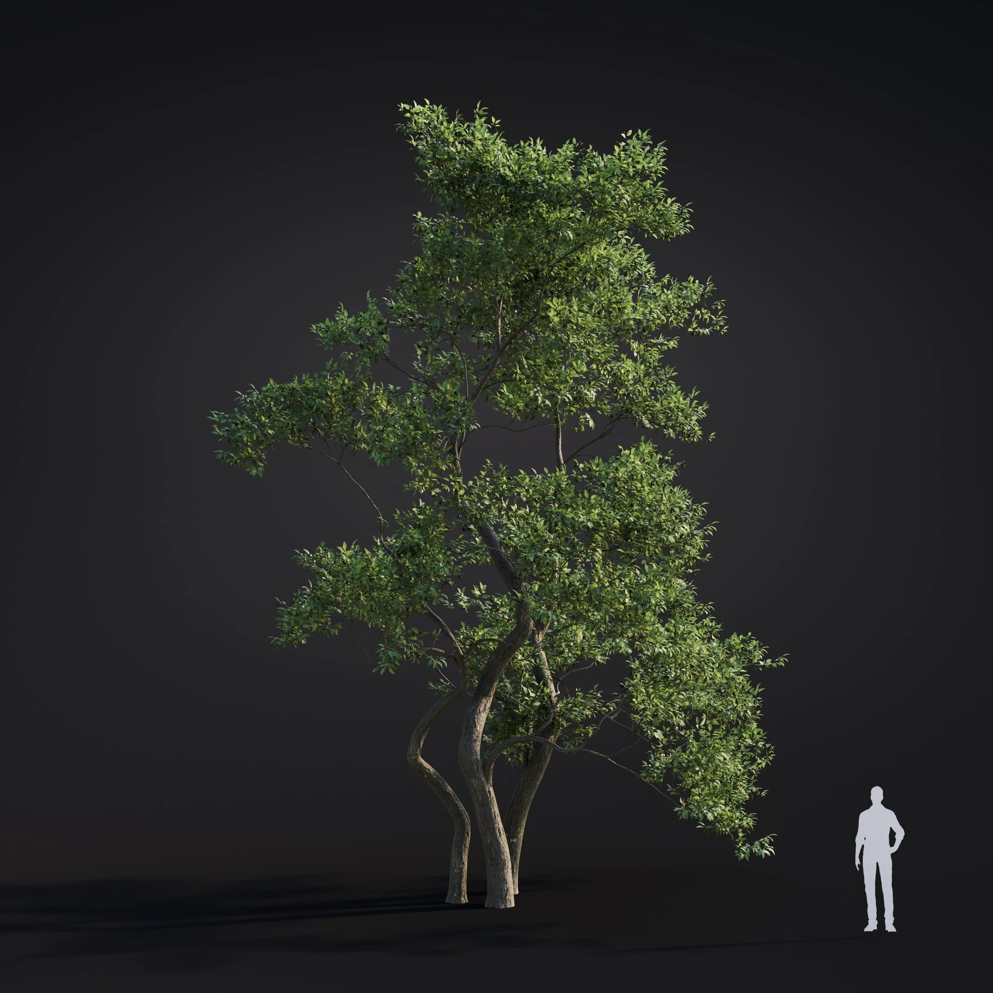 023 japanese alder — Descargar
