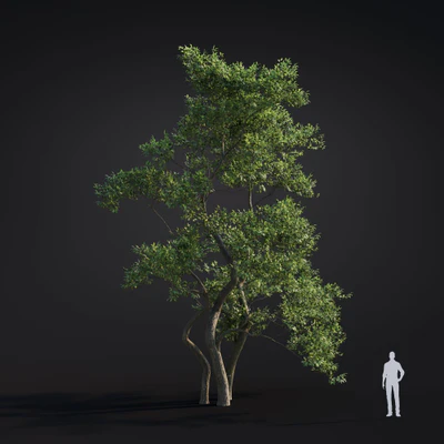 023 japanese alder — Descargar