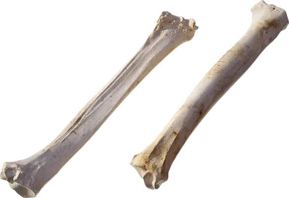 animal leg bone 001 — Descargar