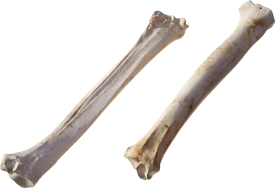 animal leg bone 001 — Descargar