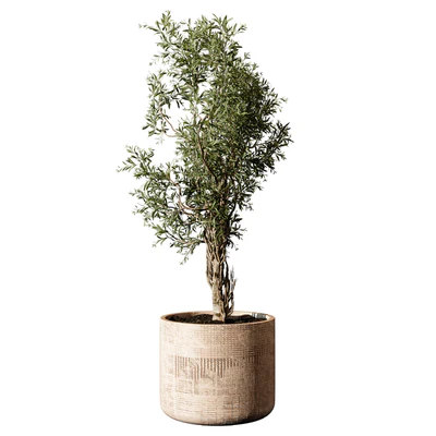 Outdoor Plant 207 — Ver 3
