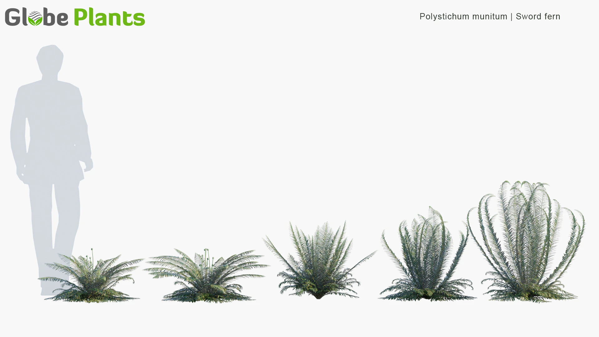 polystichum munitum — Download
