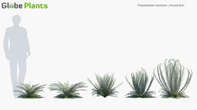 polystichum munitum — download