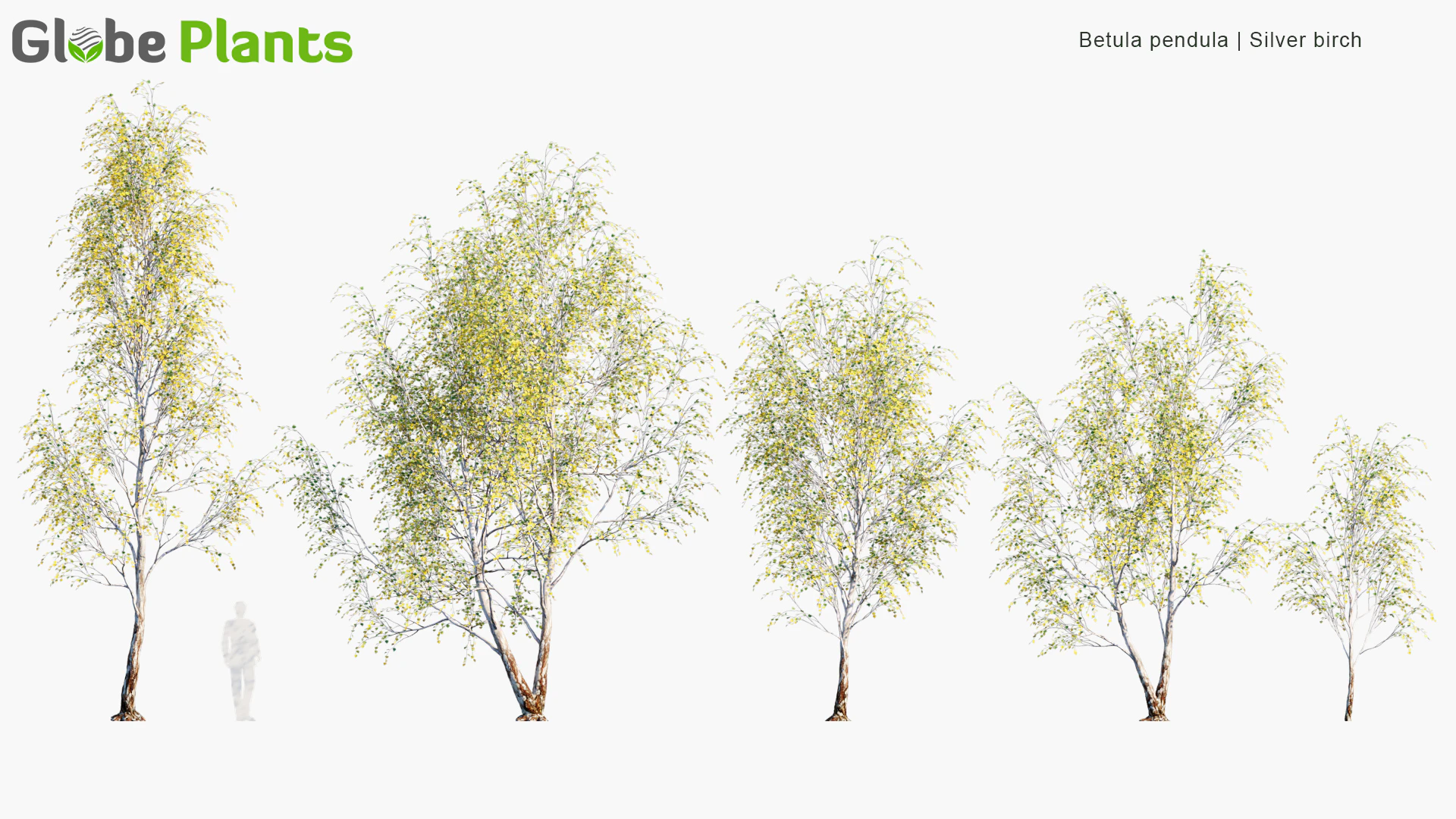 betula pendula — Скачать