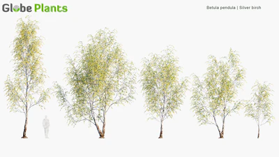 betula pendula — скачать