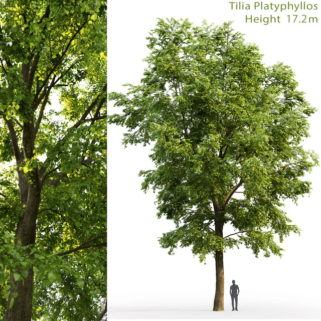 Tilia platyphyllos — Descargar