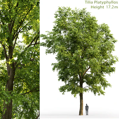 Tilia platyphyllos — Ver 1