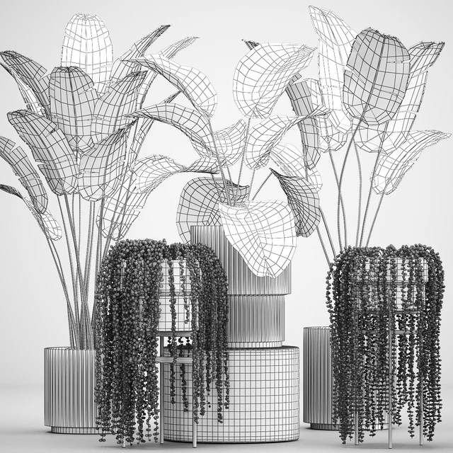 Hanging plants Succulents Rowley and Calathea lutea, Strelitzia in pots. Set of plants 1322 — Descargar