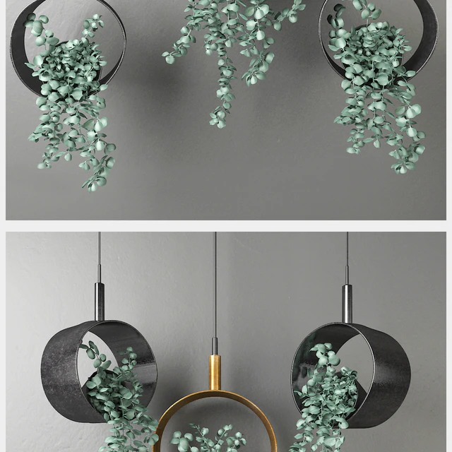 Dichondra in a hanging flowerpot # 1 — Descargar