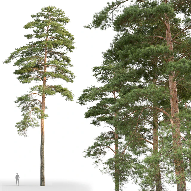 Pine — Descargar