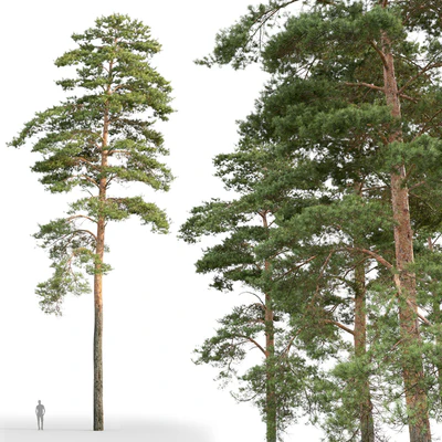 Pine — Ver 4