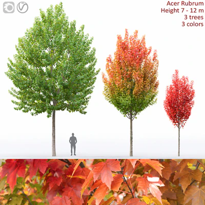 Acer — Вид 1
