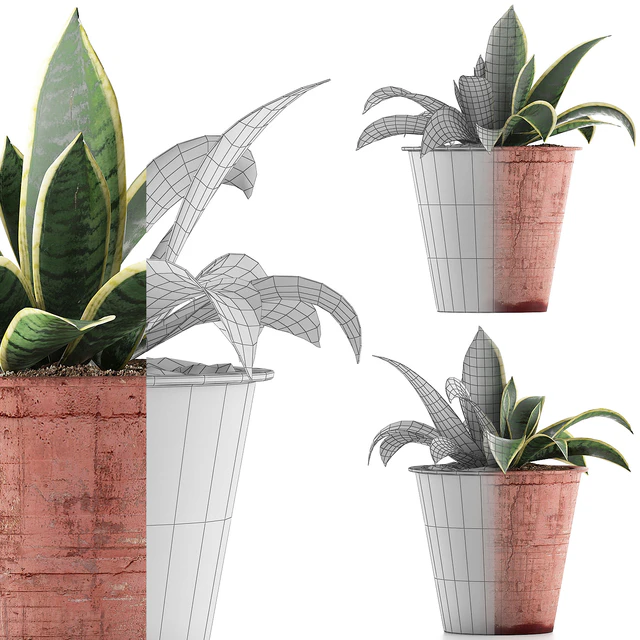 Plant collection 105 Agave — Скачать