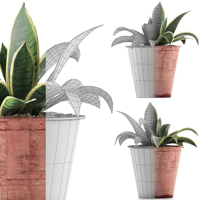 Plant collection 105 Agave — Вид 2