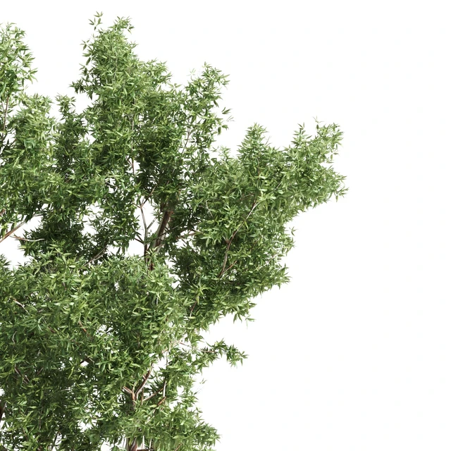 High Quality Eucalyptus tree — Descargar