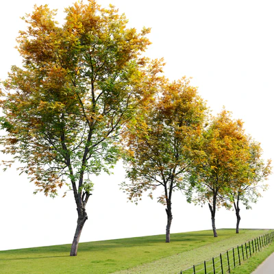 Fraxinus excelsior 02 — Ver 2