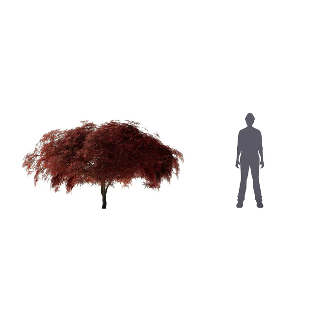 Maple Japanese | Acer palmatum Garnet — Descargar