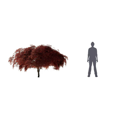 Maple Japanese | Acer palmatum Garnet — Ver 2