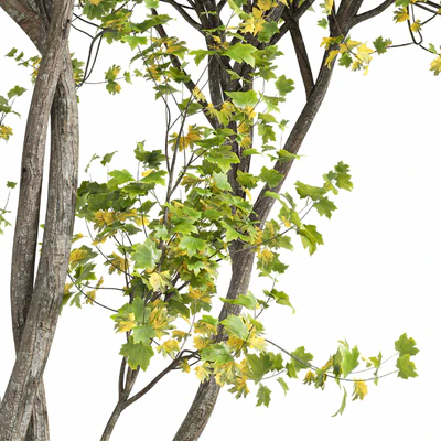 Real Tree Acer Saccharinum Summer-Fall — Вид 3