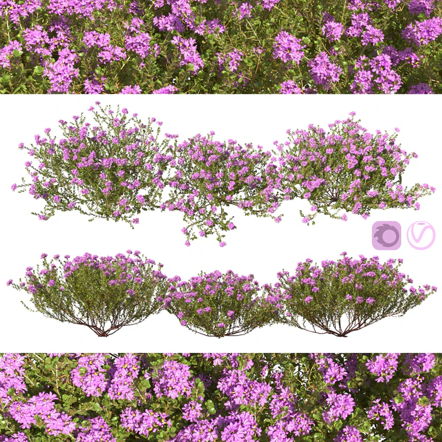 Тимьян обыкновенный thymus vulgaris — Скачать